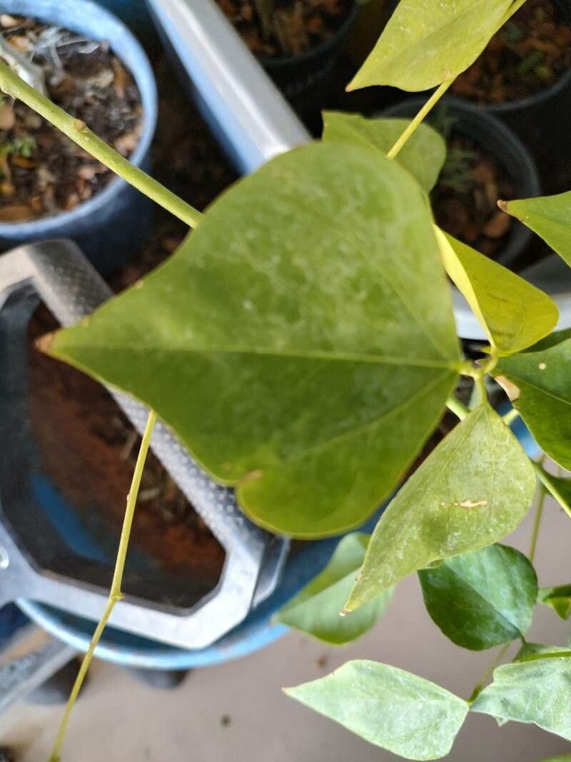 Erythrina 17