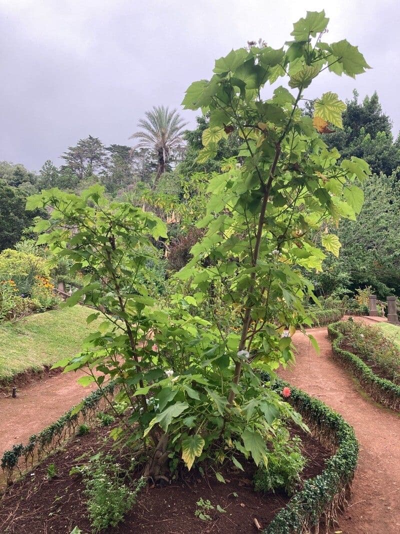 Sparmannia 10
