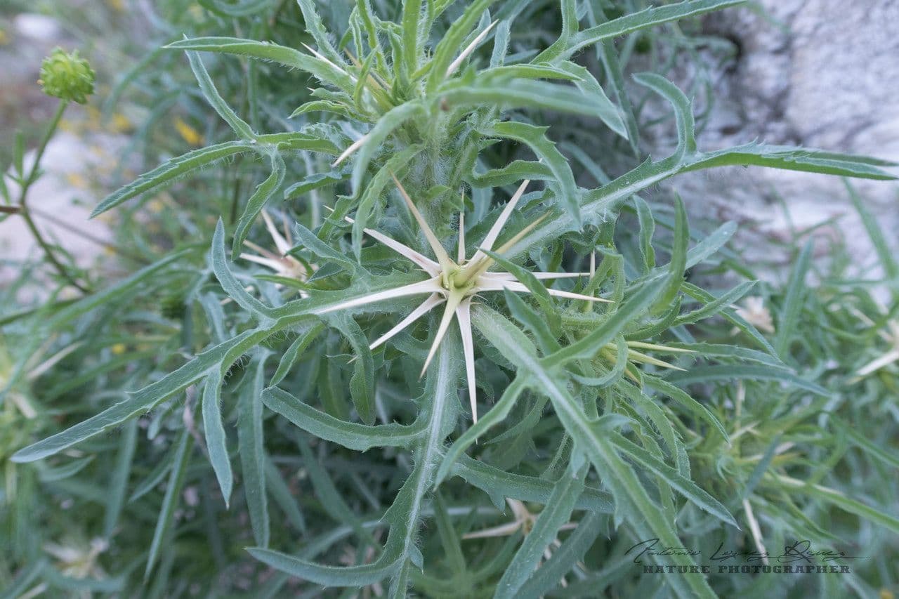 Calcatreppola 17