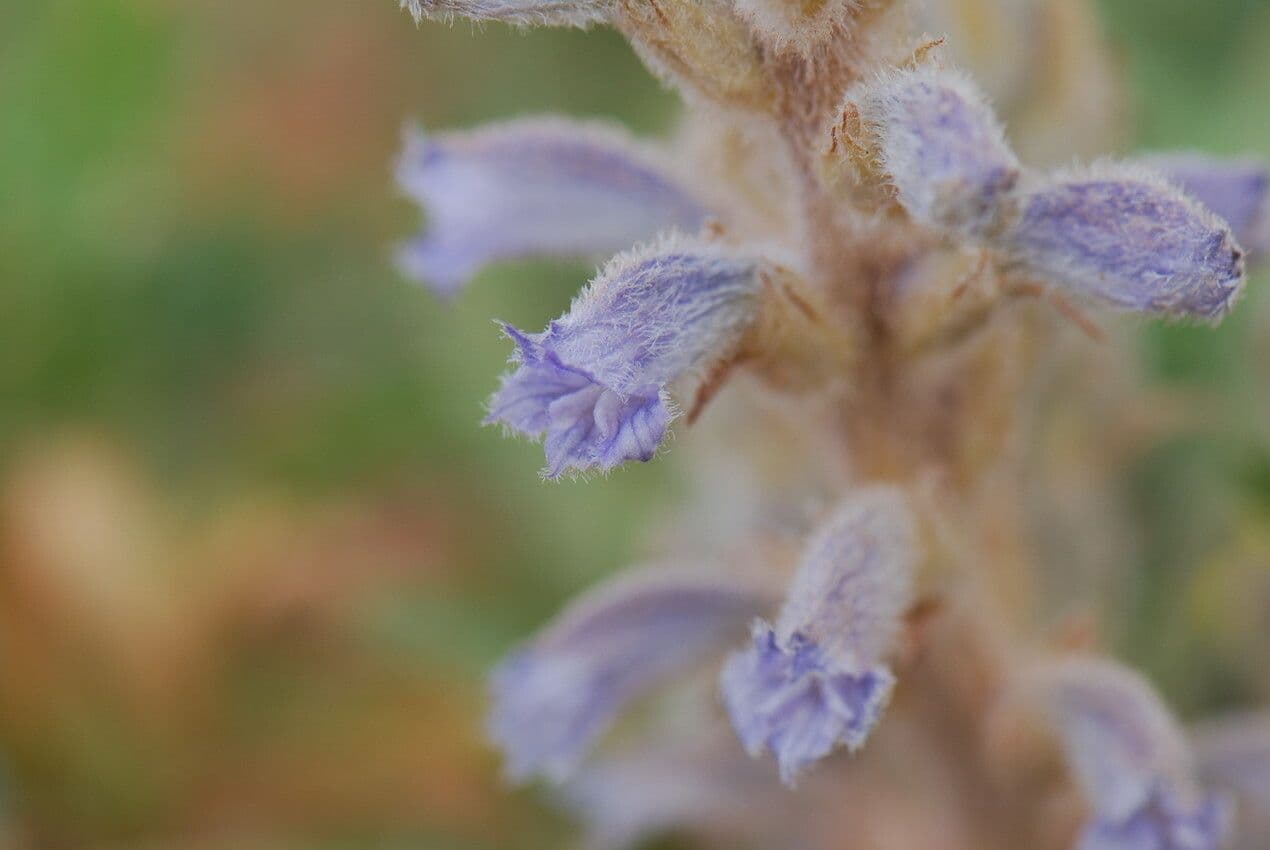 Orobanche rameuse 4