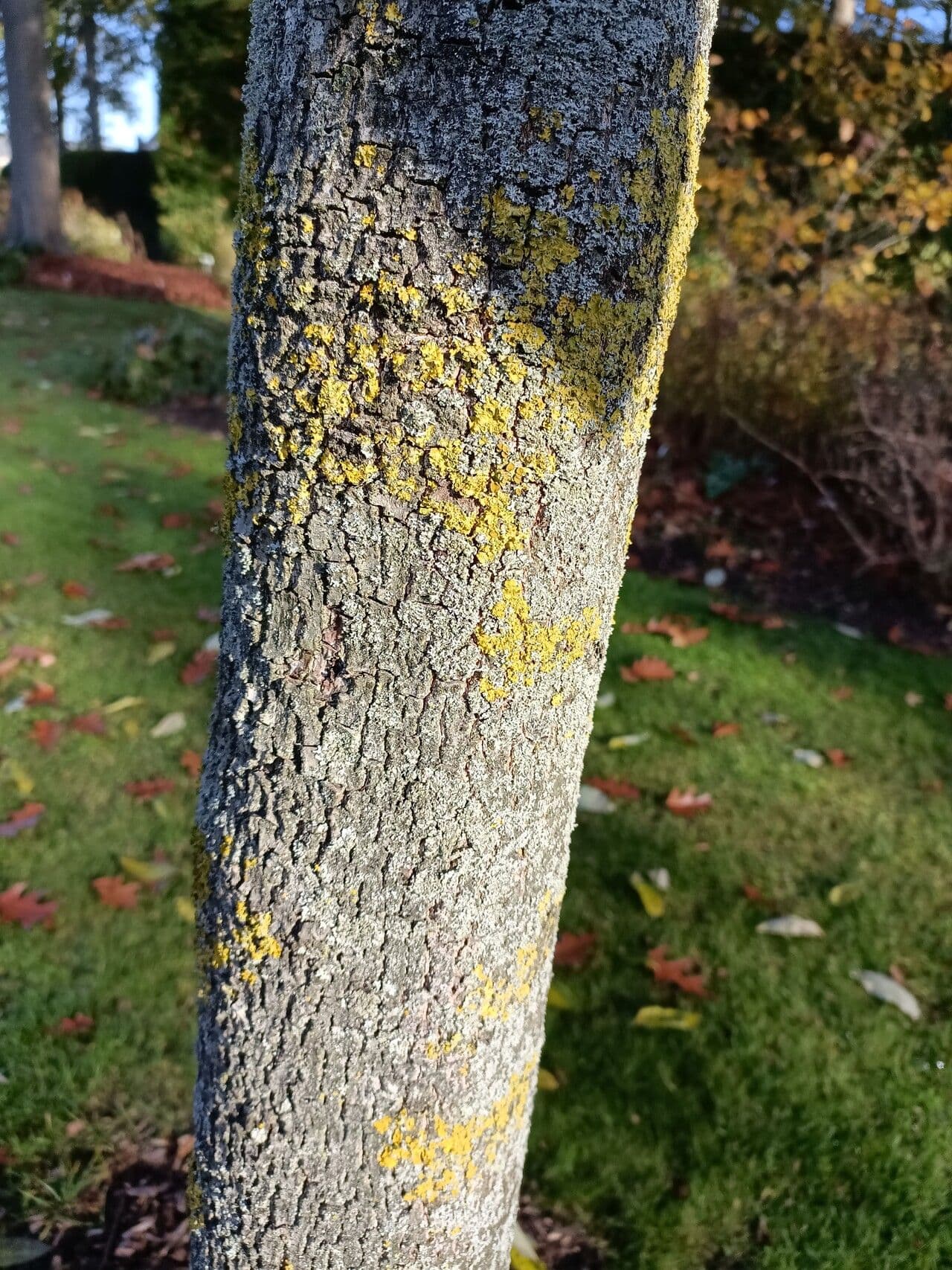 Diospyros 25