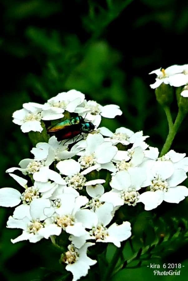 Achillea clavennae 7