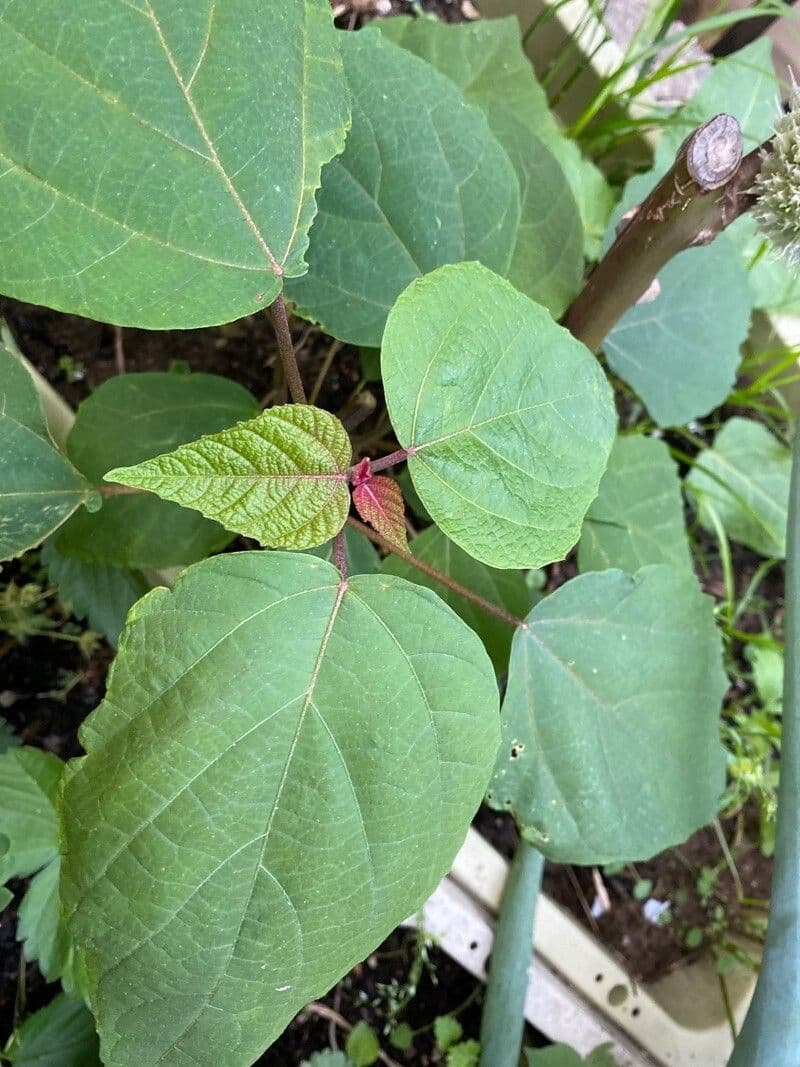 Mallotus japonicus 5