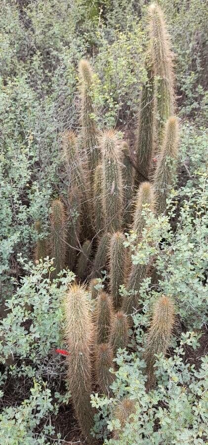 Cactus di Baumann 11