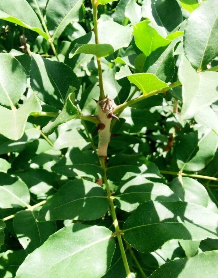 Zanthoxylum 12