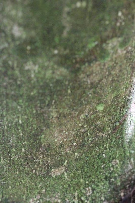 Cassipourea 10