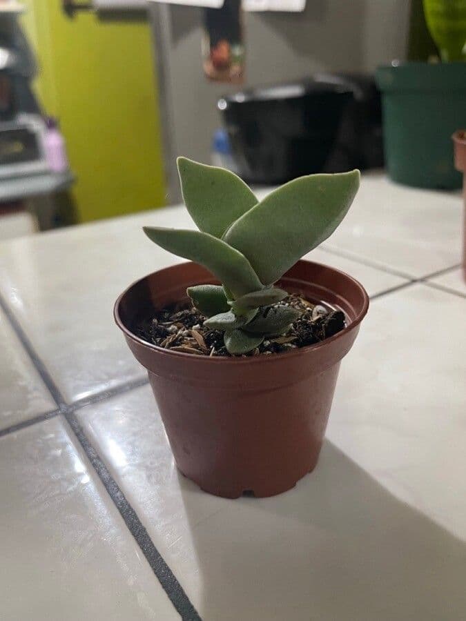 Crassula perfoliata 13