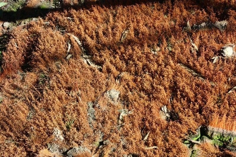 Cuscuta delle saline 10