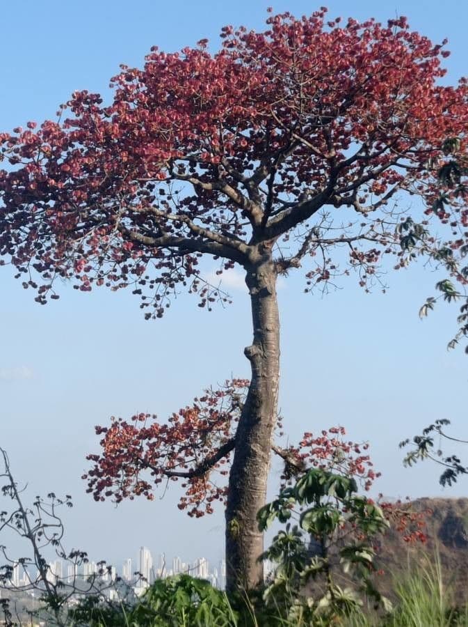 Cavanillesia platanifolia 6