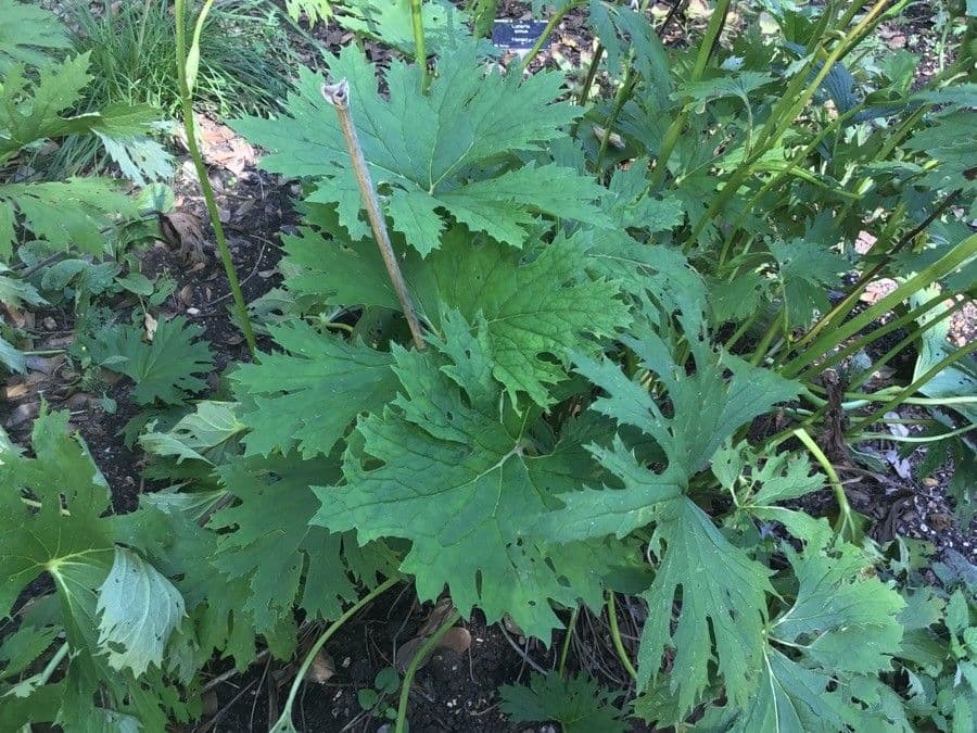 Ligularia giapponese 2
