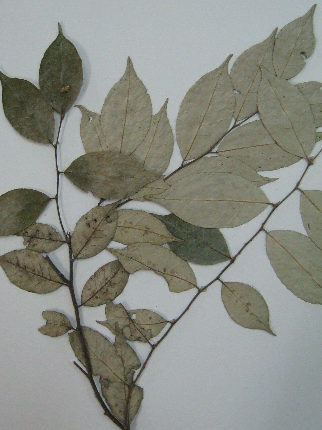 Licania leptostachya 3