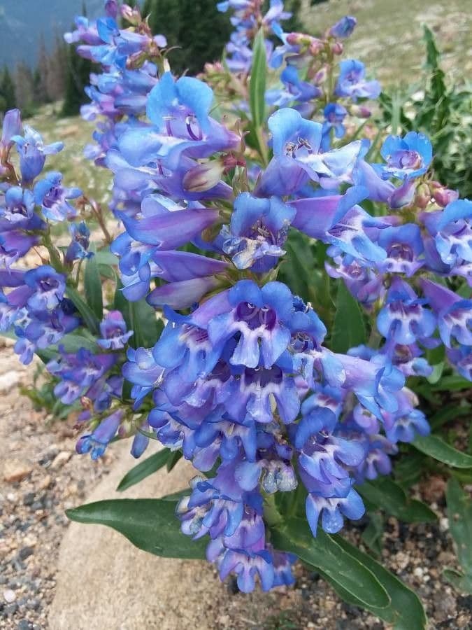 Penstemon 3
