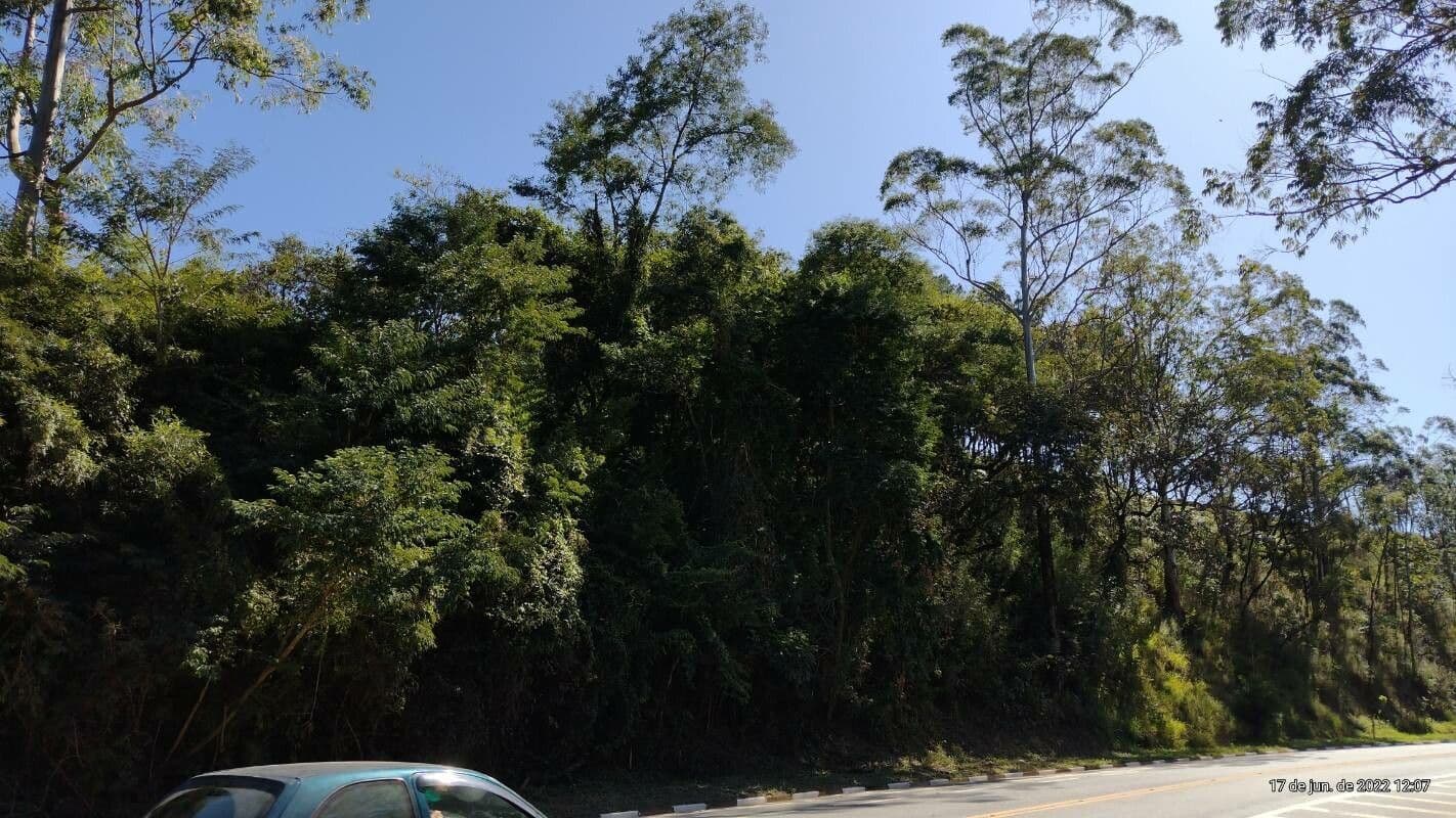 Großer Eukalyptus 6