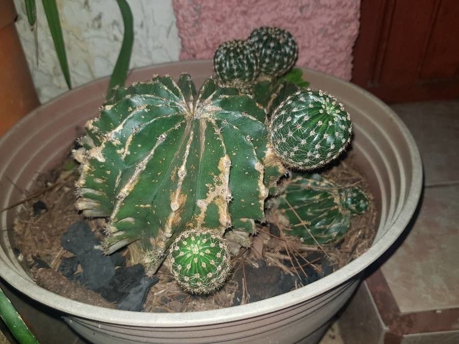 Echinopsis 17