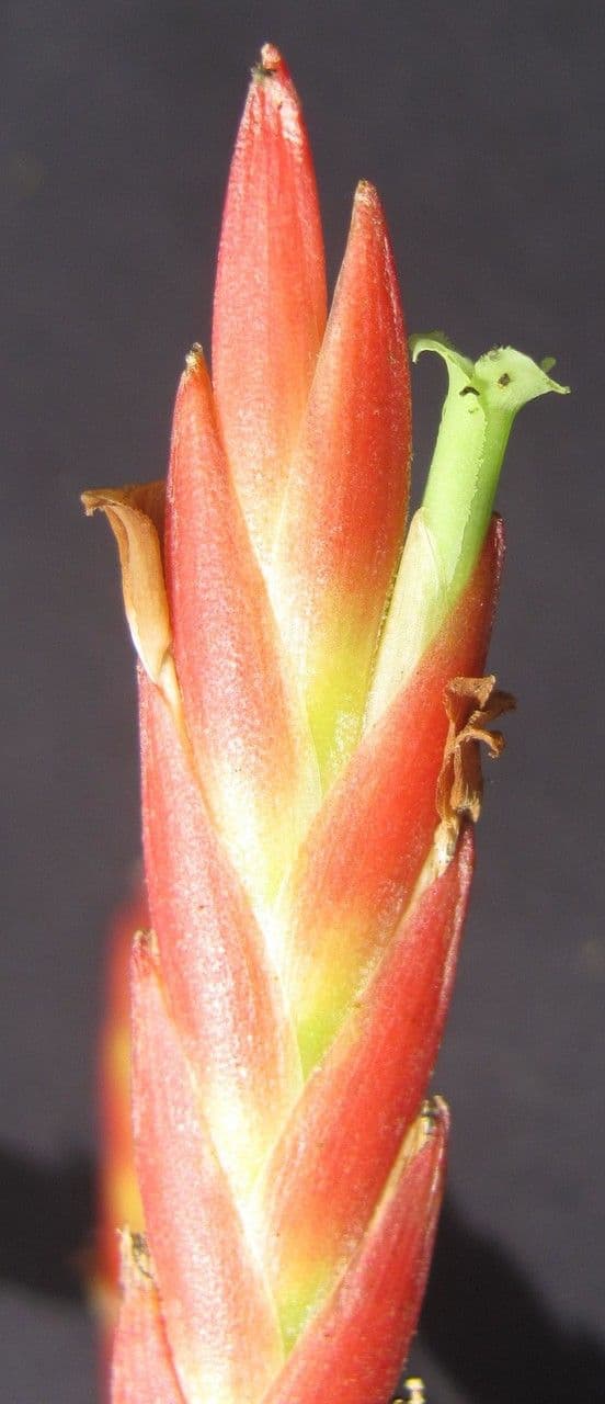 Tillandsia 2