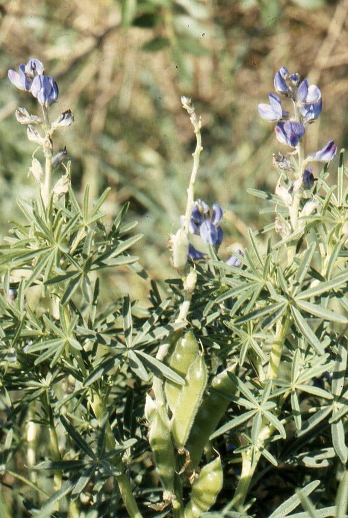 Schmalblättrige Lupine 26