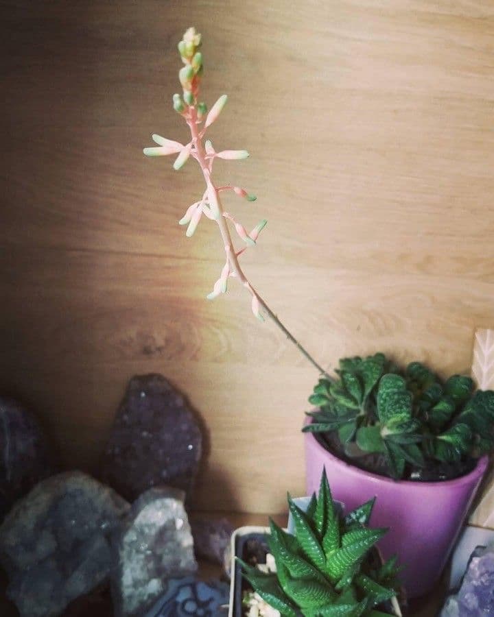 Gasteria 5