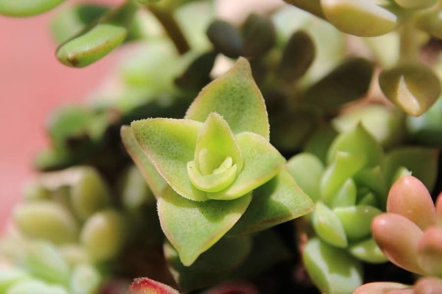 Crassula perforata 17