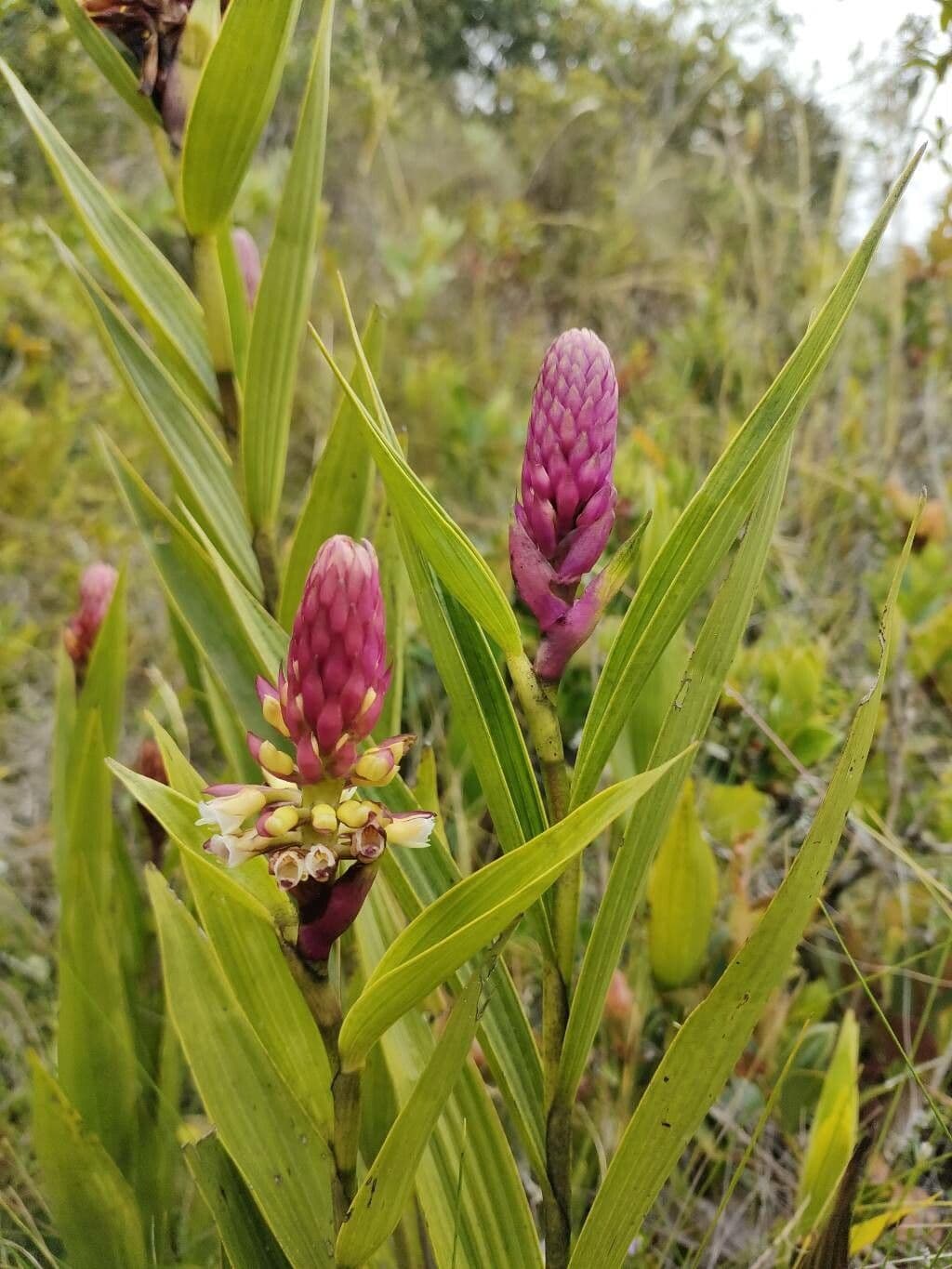 Elleanthus 2