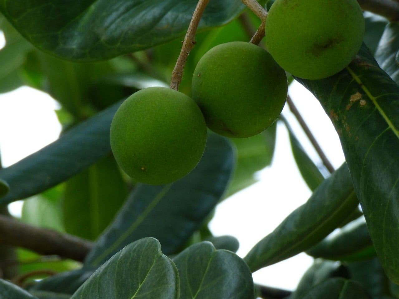 Madagaskar-Olive