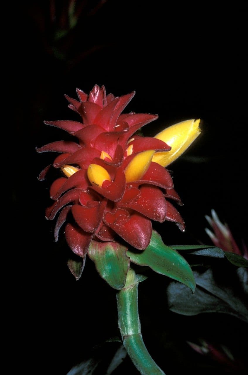 Kostus 3