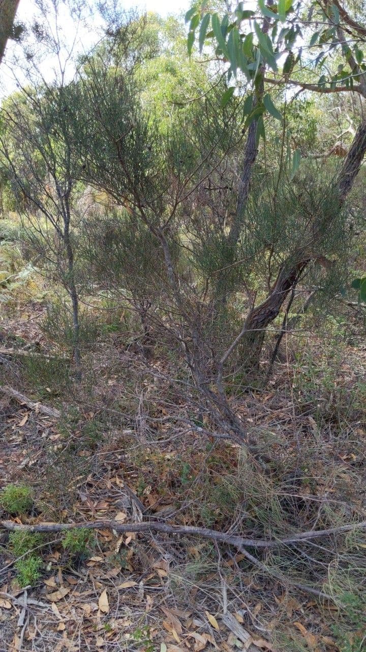 Allocasuarina di Mueller 10