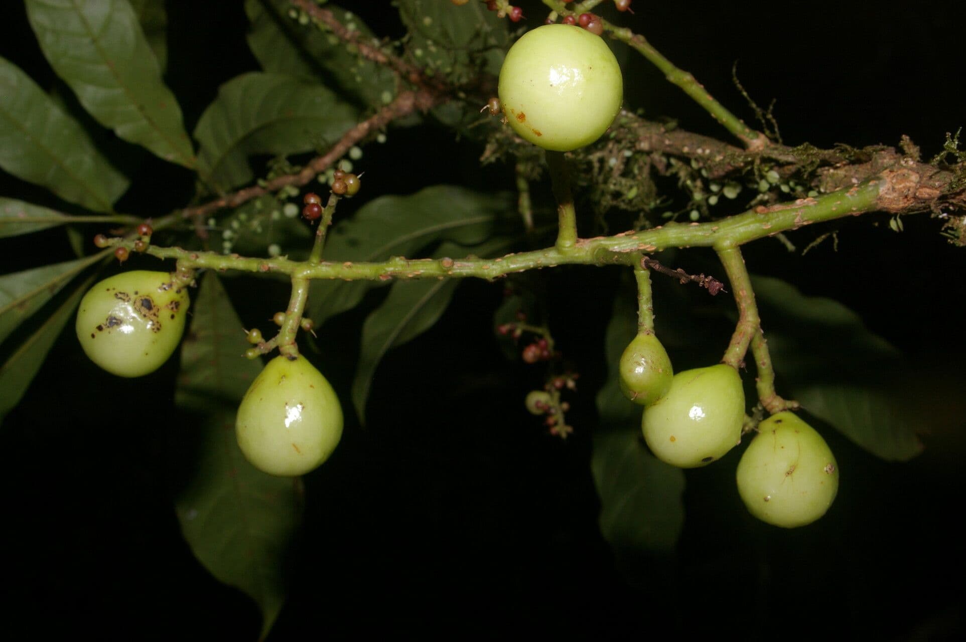 Meliosma 2
