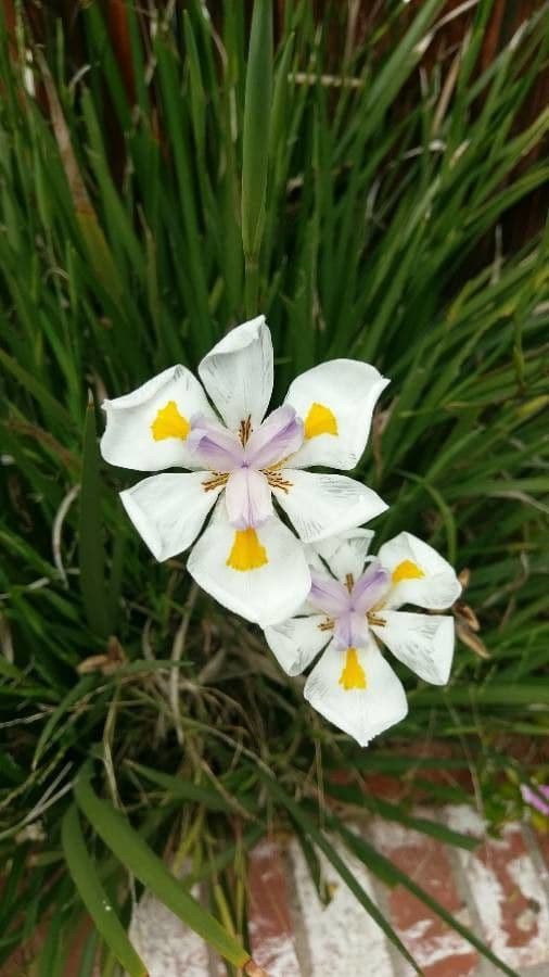 Iris selvatico a fiore grande 8