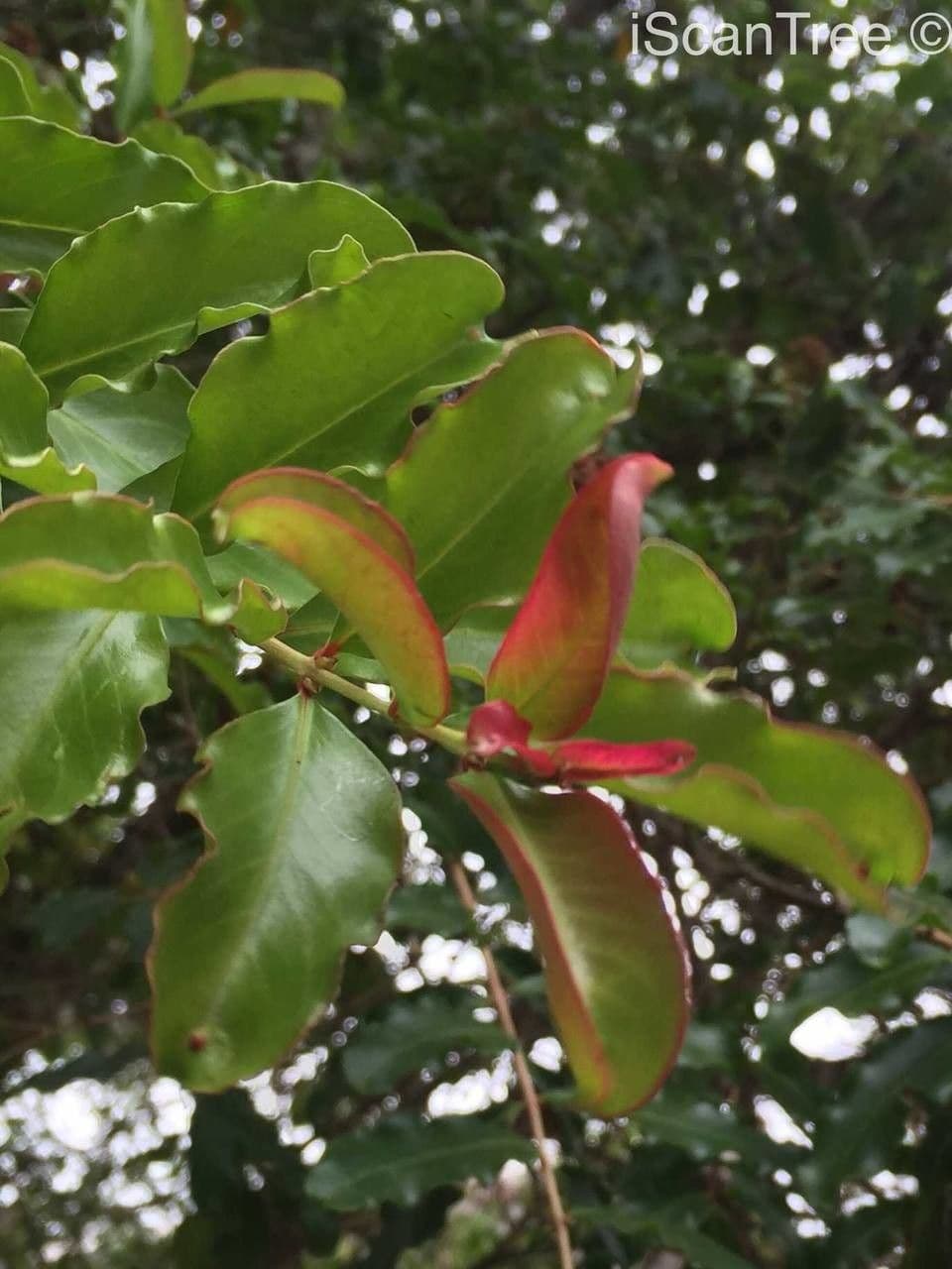Galpinia 18