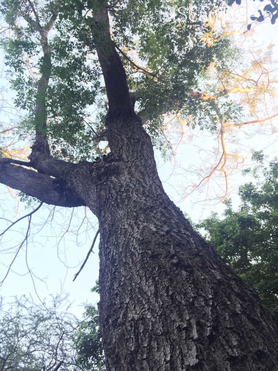 Albizia 22