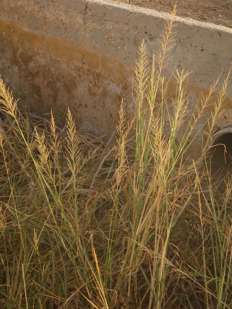 Sporobolus 8