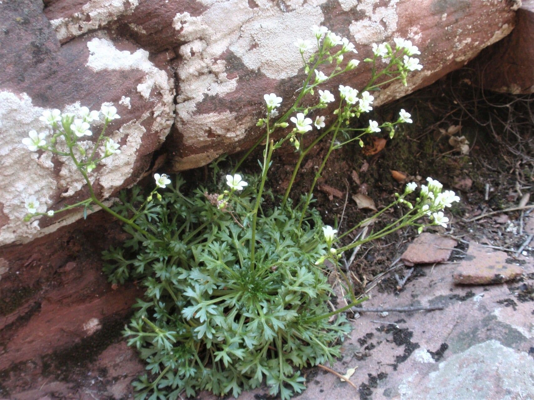 Sassifraga cuneata 8
