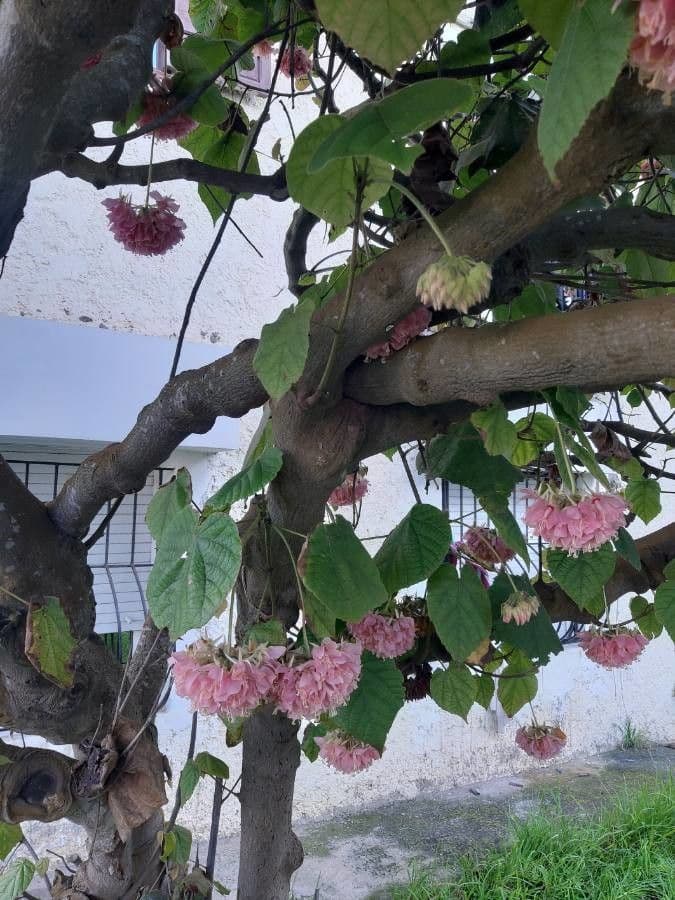 Dombeya burgessiae 9