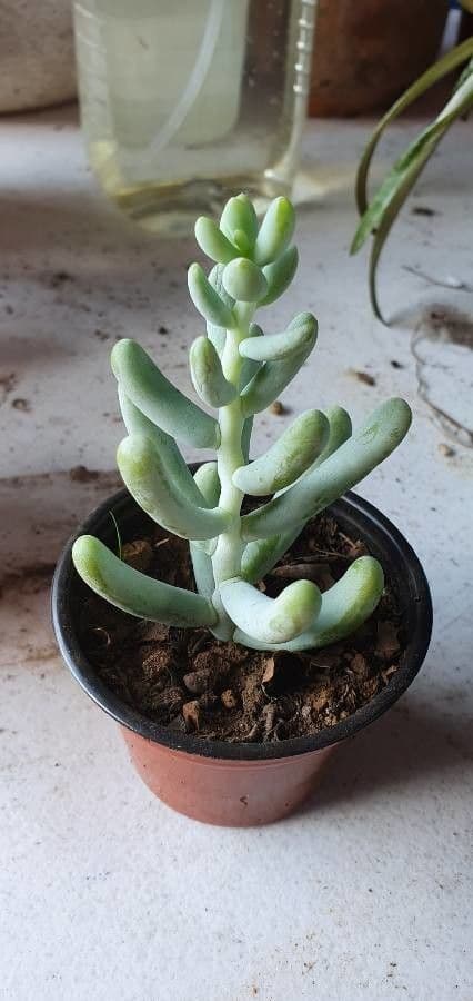 Sedum 6
