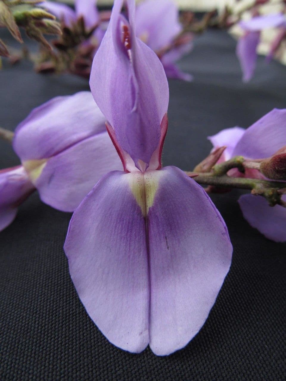Dioclea 5