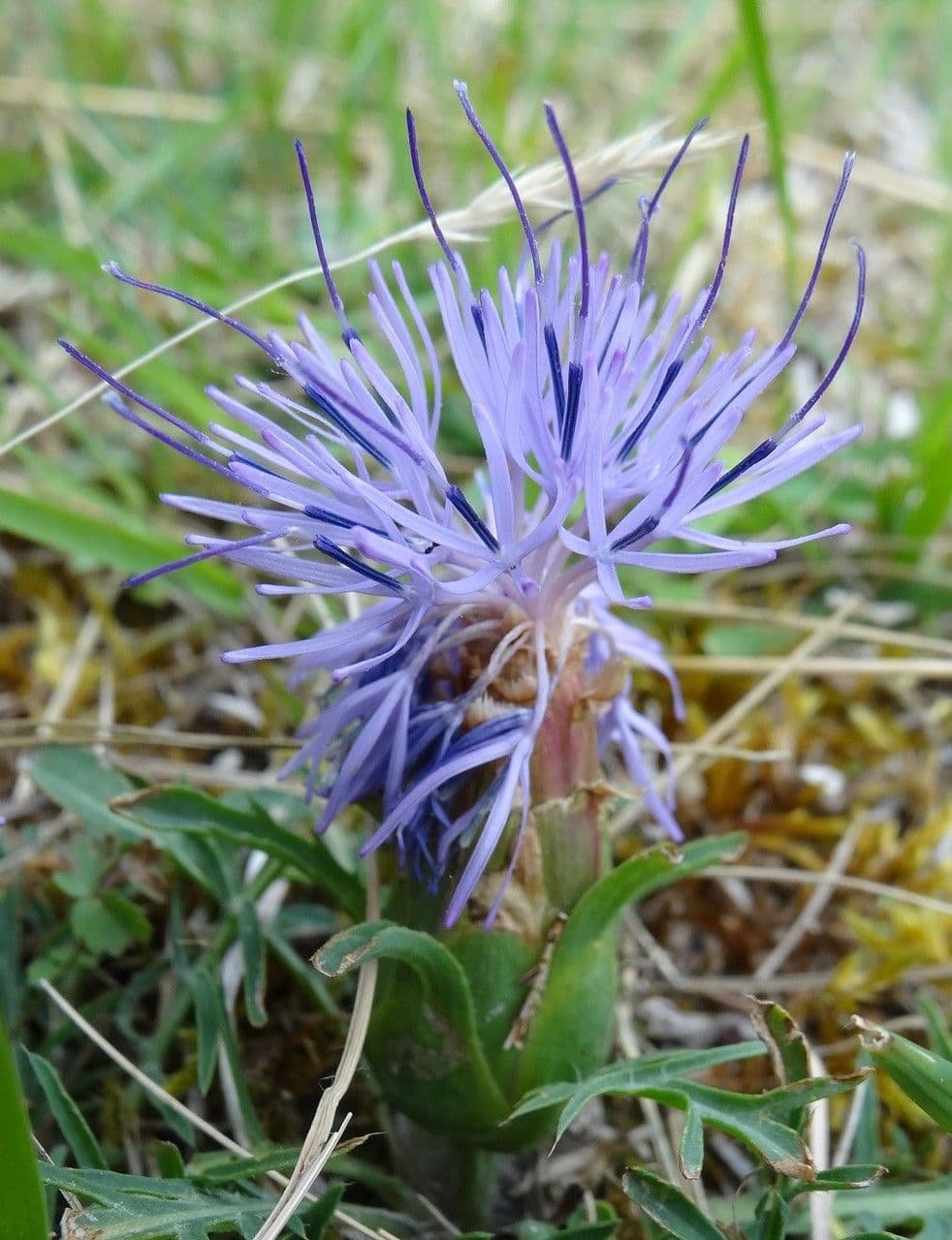 Sanftdistel 15