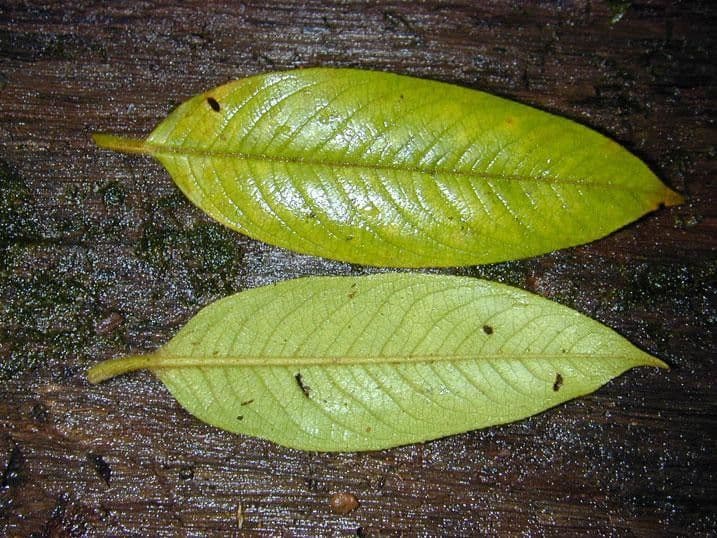 Freziera 5
