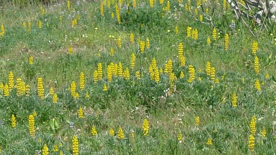 Gelbe Lupine 10