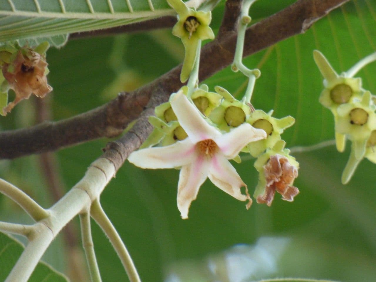 Dipterocarpus 2