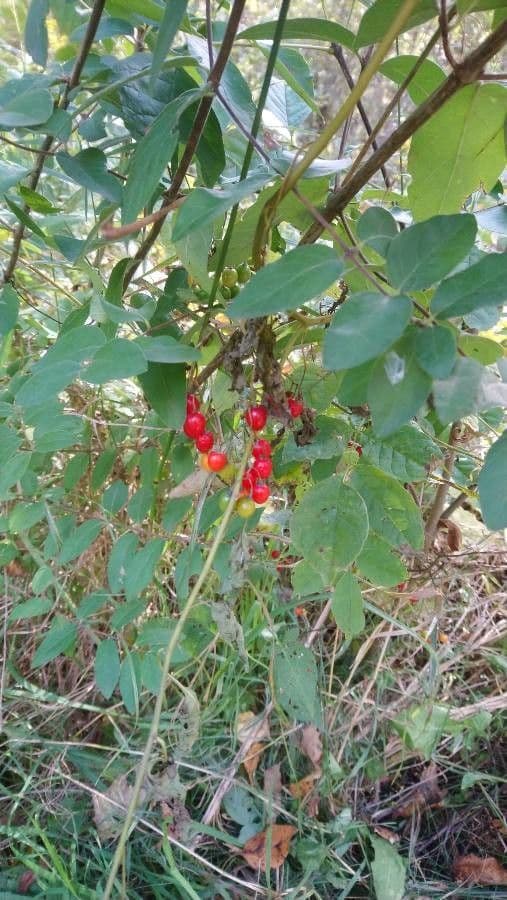 Lindera benzoin