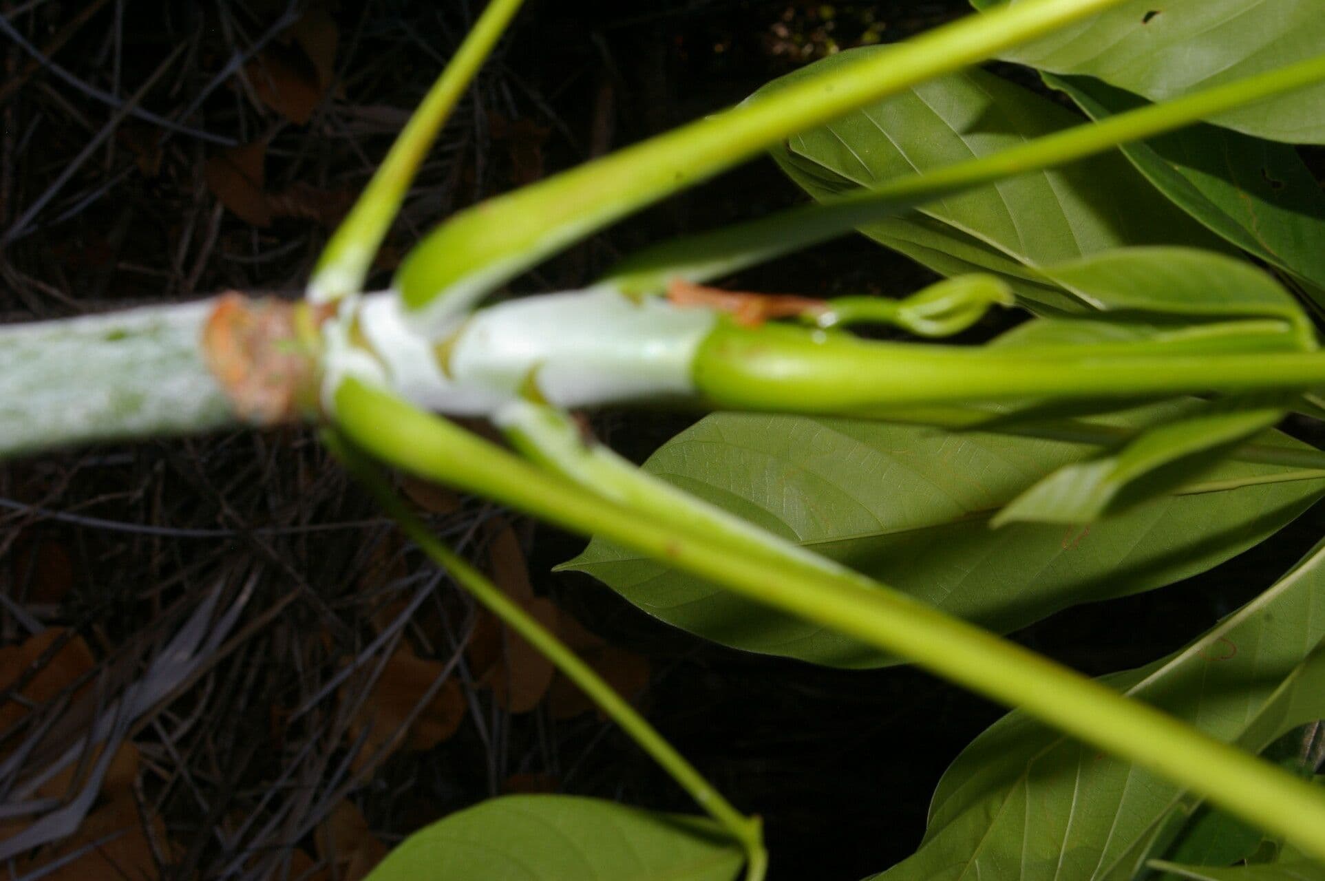 Siebenlappiger Pseudobombax 2