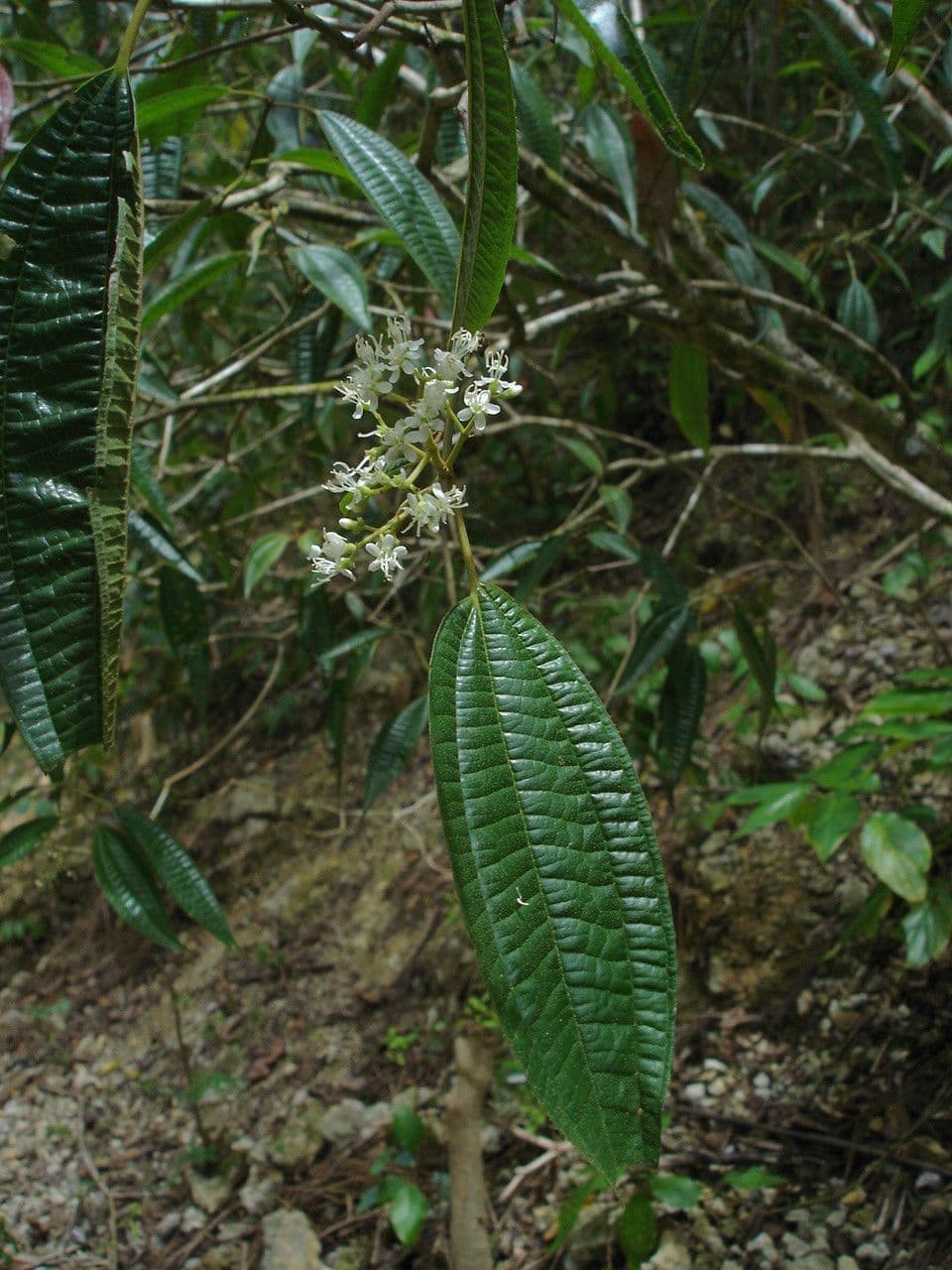 Miconia 8