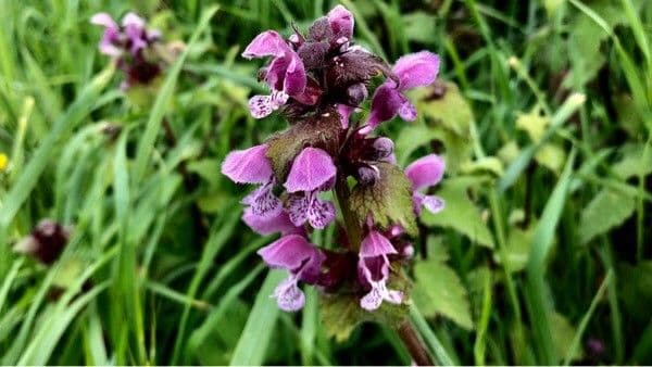 Falsa ortica macchiata 9