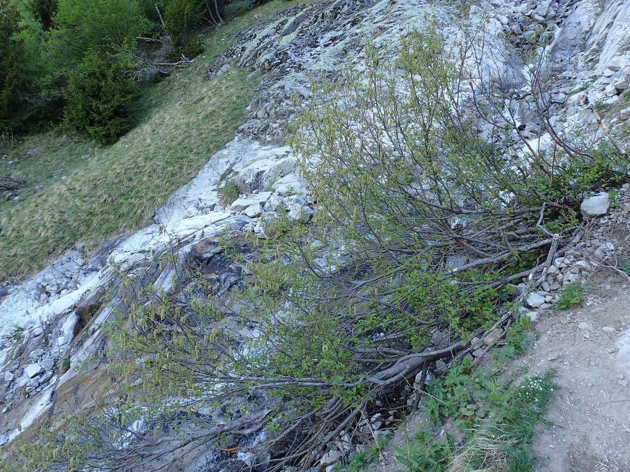 Ontano verde 13
