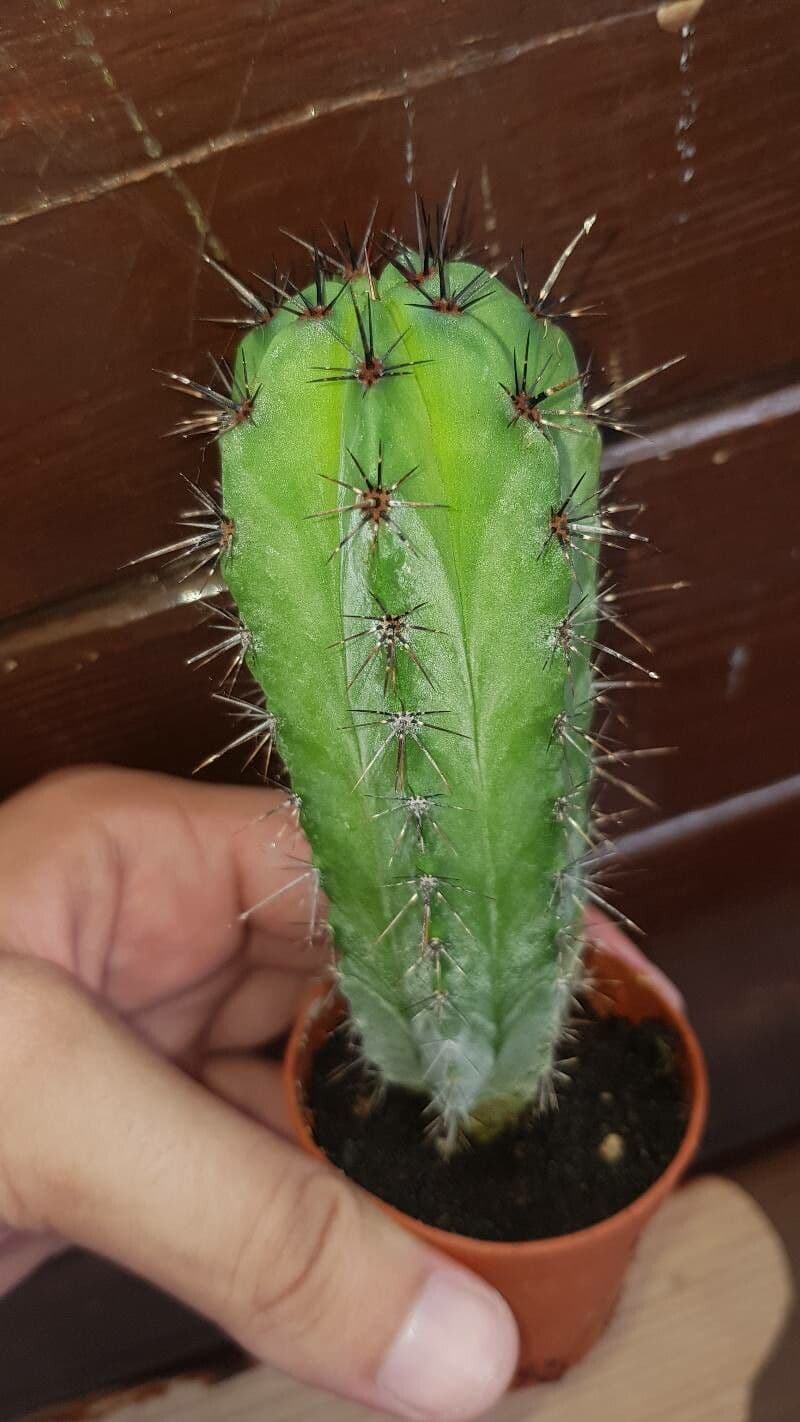 Polaskia 16