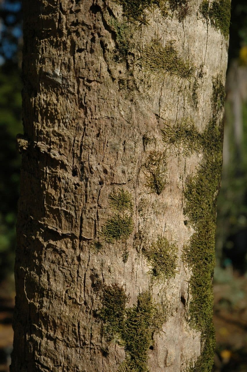 Pritchardia 5