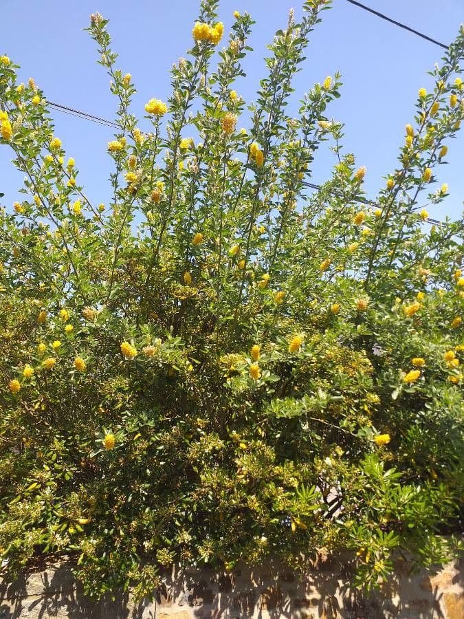 Argyrocytisus battandieri 7