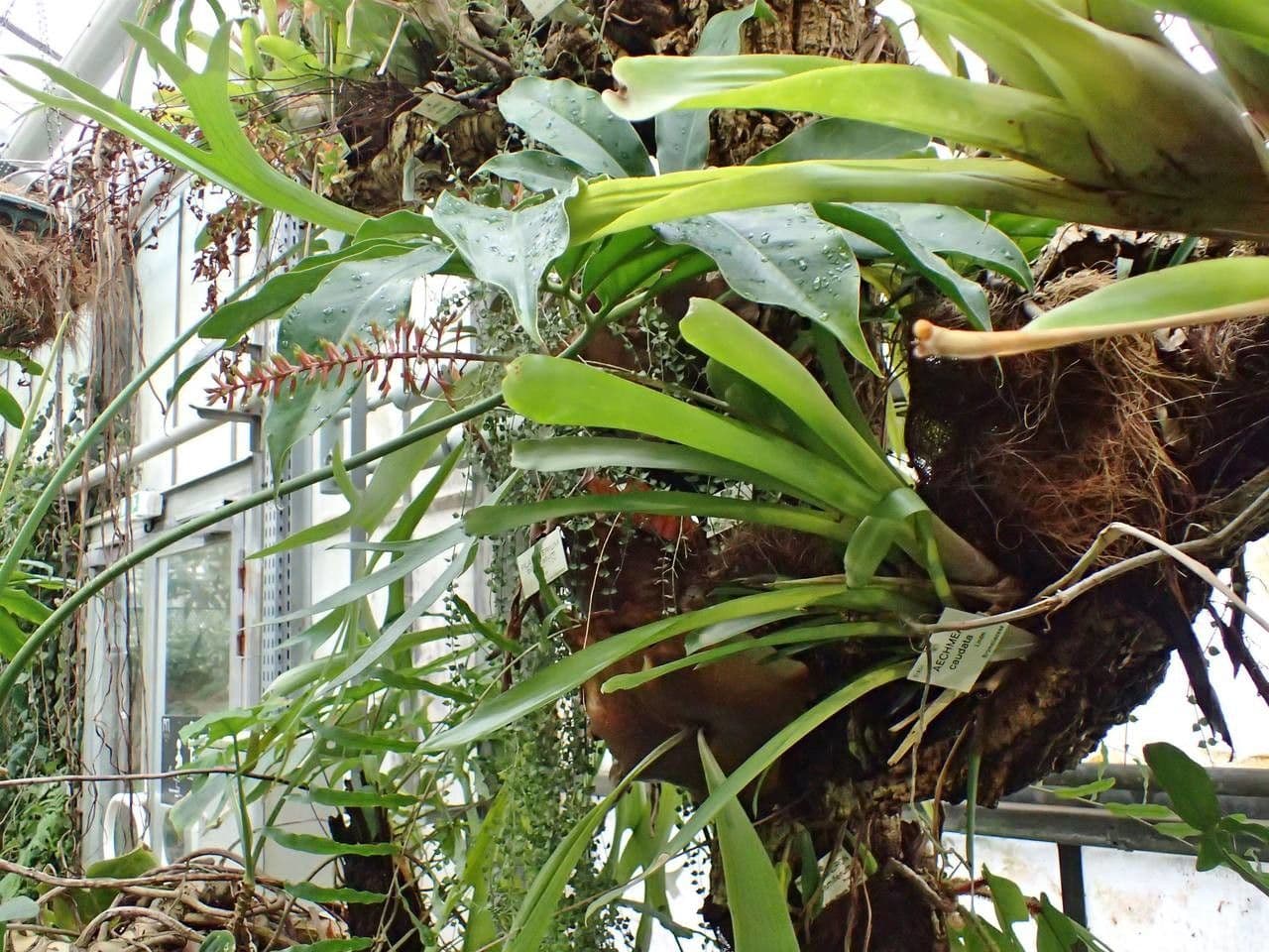 Aechmea 10