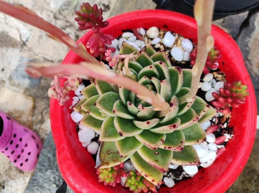 Echeveria 4