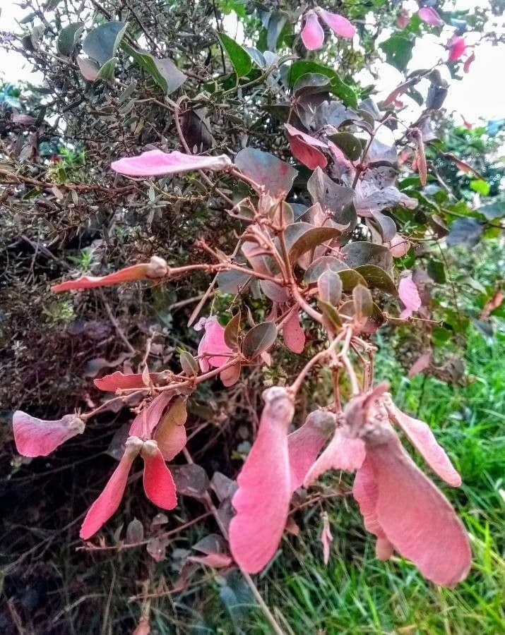 Heteropterys 6